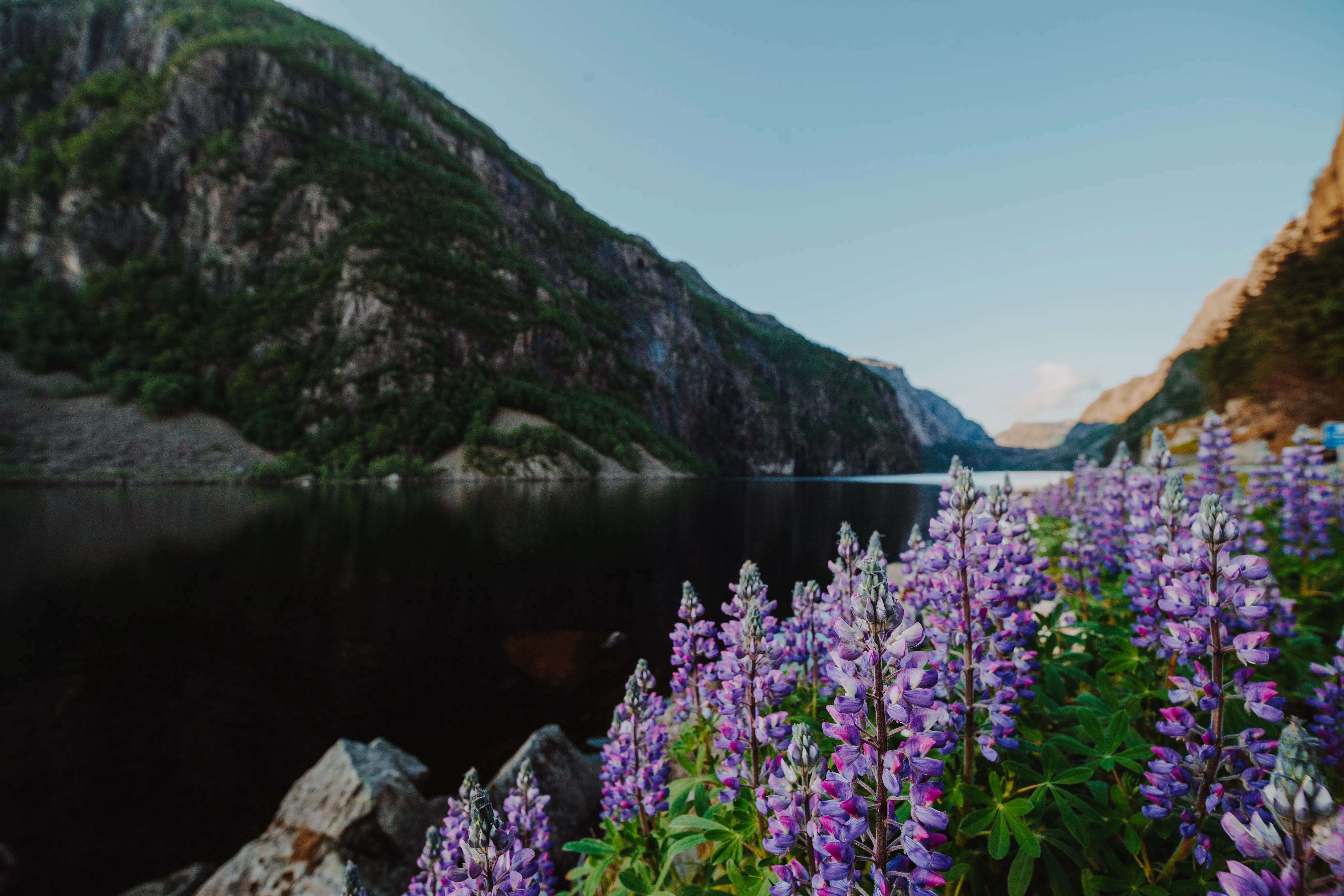 Лес и озеро